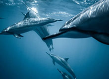 星空体育网址-天空体育评英超20大转会：C罗亨利坎通纳前三